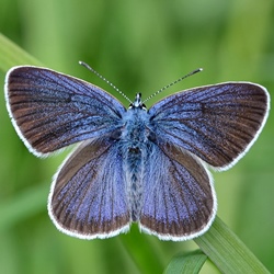 Cyaniris semiargus